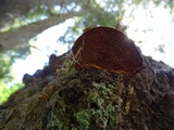 Phellinus gilbertsonii image