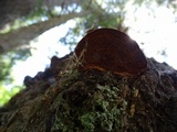 Phellinus gilbertsonii image