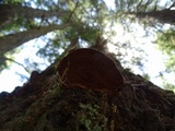 Phellinus gilbertsonii image