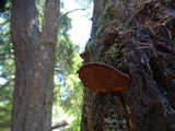 Phellinus gilbertsonii image