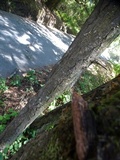 Phellinus gilbertsonii image