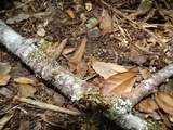 Tuckermanopsis orbata image
