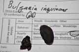 Bulgaria inquinans image