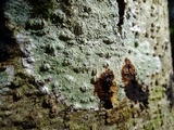 Pertusaria amara f. amara image