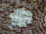 Pertusaria amara f. amara image