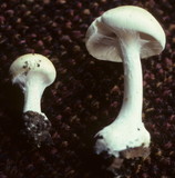 Inocybe geophylla var. geophylla image