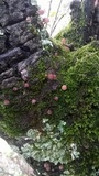 Mycena corticola image
