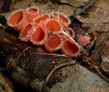 Microstoma floccosum image