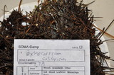 Byssocorticium californicum image