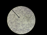 Leucopaxillus laterarius image