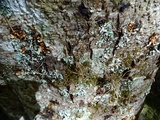Pertusaria amara f. amara image