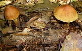 Cortinarius corrugatus image