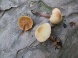 Marasmius cohaerens image