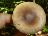 Amanita solaniolens image