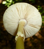 Amanita solaniolens image