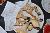 Hygrocybe pratensis image