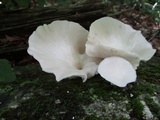 Pleurotus pulmonarius image