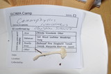 Hygrocybe russocoriacea image