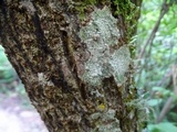 Pertusaria amara f. amara image