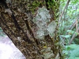 Pertusaria amara f. amara image