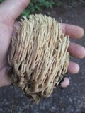 Ramaria stricta image