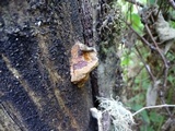 Phellinus gilbertsonii image