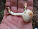 Rhodocollybia maculata image