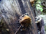 Phellinus gilbertsonii image