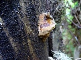 Phellinus gilbertsonii image