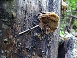 Phellinus gilbertsonii image