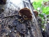 Phellinus gilbertsonii image