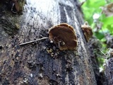 Phellinus gilbertsonii image