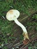 Rhodocollybia maculata image