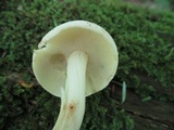 Rhodocollybia maculata image