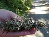 Hypogymnia inactiva image