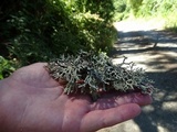 Hypogymnia inactiva image