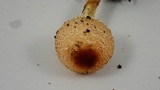 Lepiota magnispora image