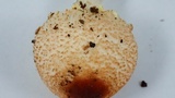 Lepiota magnispora image