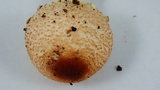 Lepiota magnispora image