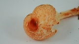 Lepiota magnispora image