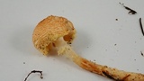 Lepiota magnispora image