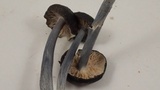 Leptonia pigmentosipes image