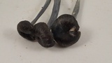 Leptonia pigmentosipes image