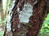 Pertusaria amara f. amara image
