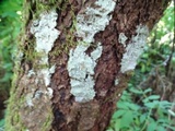 Pertusaria amara f. amara image