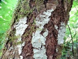 Pertusaria amara f. amara image