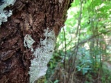 Pertusaria amara f. amara image