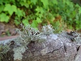 Ramalina dilacerata image