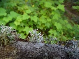 Ramalina dilacerata image
