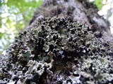 Parmotrema reticulatum image